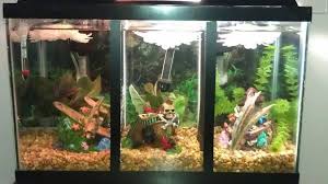 My Divided Heated And Filtered 10g Tank For Bettas Betta Tank Betta Fish Tank Betta