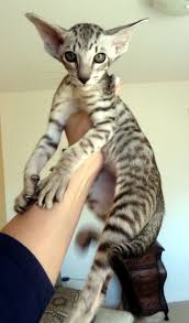 Well Meeeeow Meow Moe Oriental Shorthair Cats Popular Cat Breeds Cat Breeds
