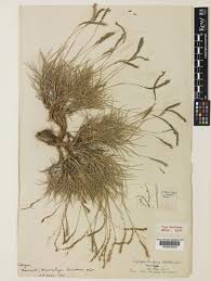 Image result for Tripogon