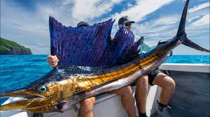 Image result for sailfish