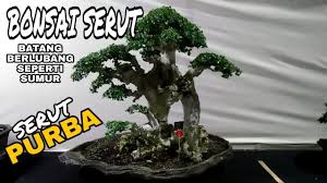 Inspirasi Bonsai Serut Raft Cahunit Com