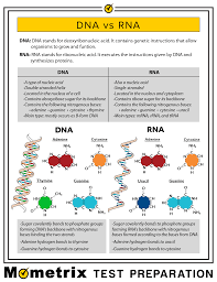 The four nitrogenous bases in dna are adenine, cytosine, guanine, and thymine. Dna Vs Rna Video