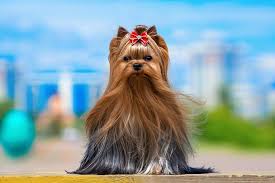 Image result for white yorkshire terrier