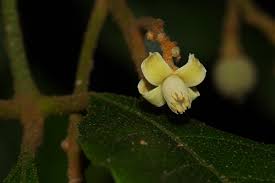 Image result for Lepidotrichilia volkensii