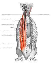 This is a table of skeletal muscles of the human anatomy. Back Muscles 28 Major Muscles Of The Back Earth S Lab