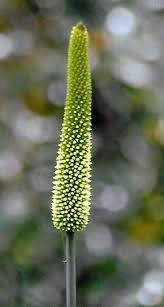 Image result for Xanthorrhoea australis