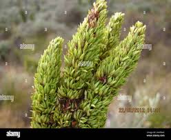 Image result for Anthospermum
