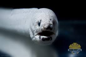 Say Hello Sun Pet S Beautiful Leucistic Zebra Moray Eel Fish Pet Pets Say Hello