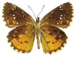 Image result for Dicliptera hensii