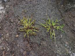 Image result for Cyperus squarrosus