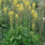 Image result for Ligularia sibirica