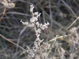 Image result for Eragrostis echinochloidea