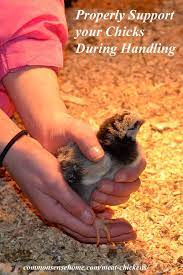 Getting Started With Meat Chickens Meat Chickens Baby Chicks Raising Chickens