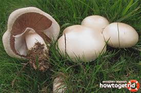 ٠٦:٤٤ ، ١٤ يناير ٢٠٢١. Ø§Ù„ÙØ·Ø± Ø§Ù„Ù…ÙŠØ¯Ø§Ù†ÙŠ ÙˆØµÙ Ù…ÙƒØ§Ù† Ù†Ù…ÙˆÙ‡ Ø³Ù…ÙŠØ© Ø§Ù„ÙØ·Ø±ÙŠØ§Øª