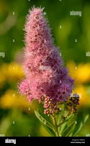 Image result for Spiraea billardii