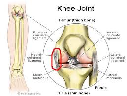 Leddbånd eller ligament (fra latinsk: Roket Leddband Trening Terrengsykkelforumet