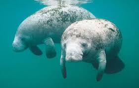 One of the key focuses for the dmv is to help ensure safe travels for residents and visitors across the state. State Marine Mammal Florida Department Of State