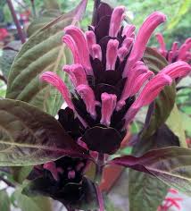 Image result for Justicia carnea