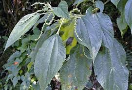 Image result for Boehmeria