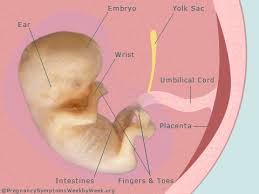 10 Weeks Pregnant Pregnancy Symptoms Pregnancy Symptoms Week By Week