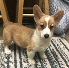 Black And Brown Corgi Hailey Pembroke Welsh Corgi Puppy 632840 Puppyspot In 2020 Pembroke Welsh Corgi Puppies Pembroke Welsh Corgi Puppies