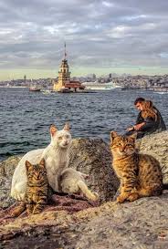 Stanbul Kiz Kulesi Sgokce Nedretapaydin Yenerkrts 23yanilmaz Neo Shir Niedlichetiere Club Kedi Guzel Kediler Kedileri Seviyorum
