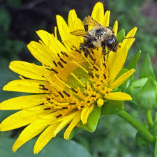 Image result for Andropterum