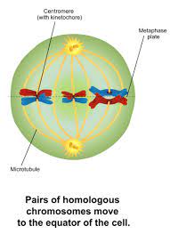 Difference Between Metaphase 1 And 2 Pediaa Com Meiosis Campbell Biology Eukaryotic Cell