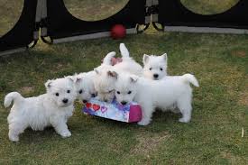 What is a westie dog? Westie Puppies For Sale Florida