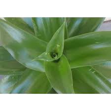 Image result for Buchnera attenuata