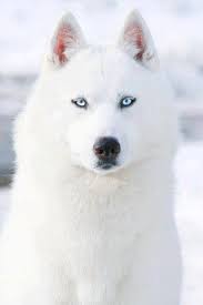 pinterest sibirischer husky husky hund hunderassen