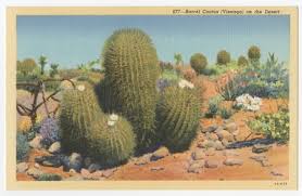 Water cacti at least once a week in the spring and summer. Barrel Cactus Visnaga On The Desert Library Digital Collections Uc San Diego Library