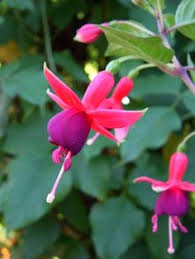 Risultati immagini per Naturaleza perfecta. Fuchsia.