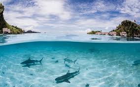 7 Places to Swim with Sharks - Destination Deluxe