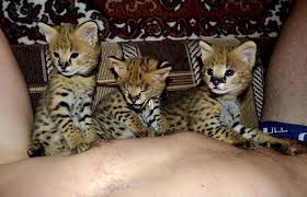 All available kitties for sale kitties for adoption retired breeding cats breeding cats. Caracal Kittens Pets And Animals Forsale Usa