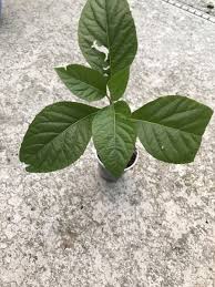 Image result for Vernonia amygdalina