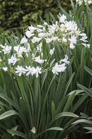 Image Result For Agapanthus Agapetite Nz Agapanthus Garden Border Plants Bulb Flowers