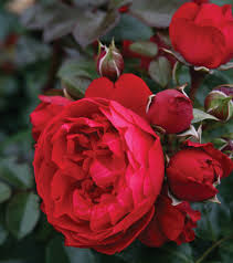 Across (10 cm), packed with up to 43 petals. Climbing Roses Sunnyside Nursery