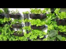 Cara Membuat Taman Vertikal Garden Dari Botol Bekas Sederhana Murah Minimalis Kebun Vertikal Youtube Plants Diy Garden Hanging Garden