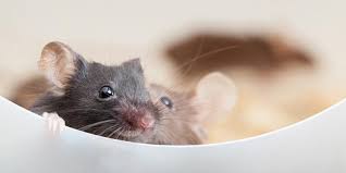 Your job is to take a walk around your house to look for any of these holes around your property will be the most commonly used mice entry points! 4 Things That Attract Mice Suburban Pest Control