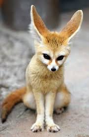 If you are a member of the general public: 35 Best Rainforest Animals Ideas In 2021 Animals Rainforest Animals Pet Birds