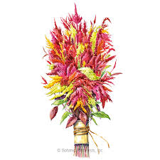 Image result for Celosia pandurata