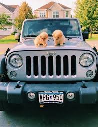Pin Insta Lexievicchio Jeep Dogs Cute Cars Cute Baby Animals