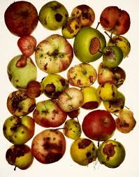 Irving Penn Exposition Photographie Grand Palais Paris France Photographie Nature Morte Exposition Grand Palais