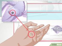 Never follow the feeding guidelines shown on the follow these steps to feeding your betta fish, and they will thrive! How To Feed A Betta Fish 11 Steps With Pictures Wikihow