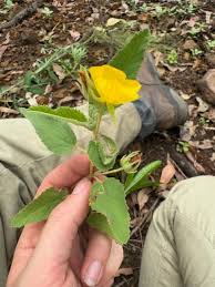 Image result for Melhania