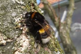 Don't both ringing pest control, bees are protected, they won't dare touch them. The Siberian Tree Bee Invasion Guardian Wasp Bee Management