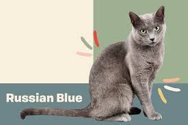 Any color blue blue brown tabby flame point golden tabby red tabby seal lynx pt seal pt silver tabby seal pnt seal point seal pt torti point blue blue silver spotted lynx pt seal pt white. Russian Blue Cat Breed Information Characteristics Daily Paws
