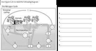 A nutrient cycle (or ecological recycling) is the movement and exchange of organic and inorganic matter back into the production of matter. Snc1d Nutrient Cycle Worksheet Name Docsbay