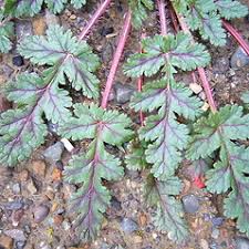 Image result for Geraniaceae